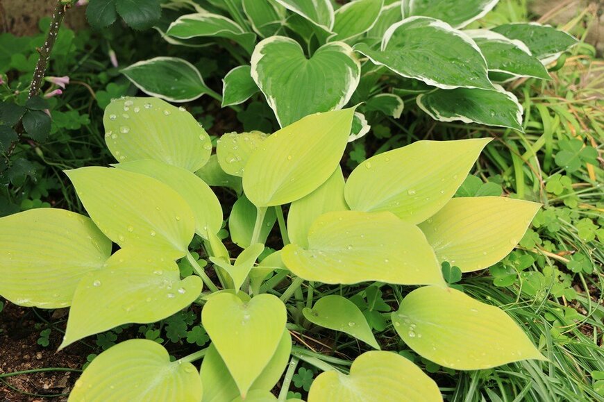 葉の縁にクリーム色の斑が入った葉や、ライムグリーンの葉を広げているギボウシ