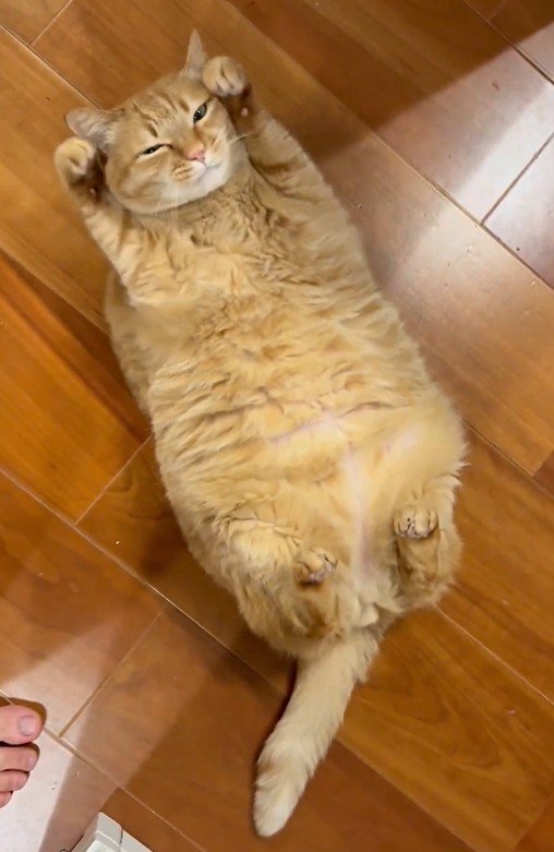 寝転ぶ猫の写真