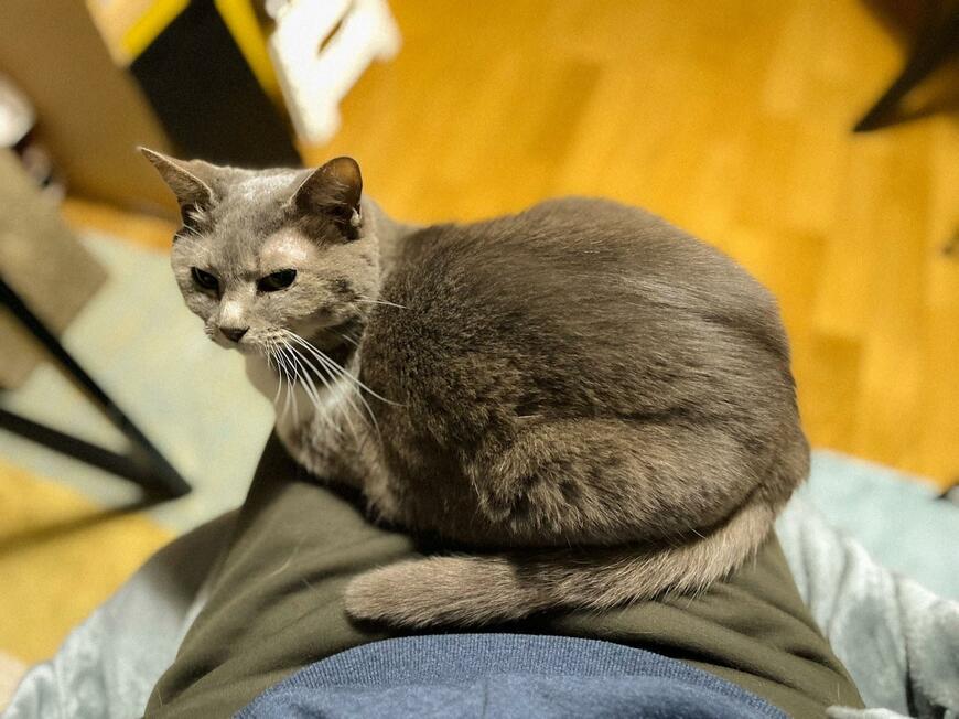 振り返る猫