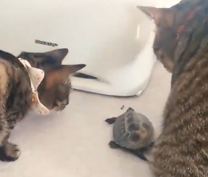 猫と亀