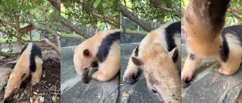 愛媛県立とべ動物園