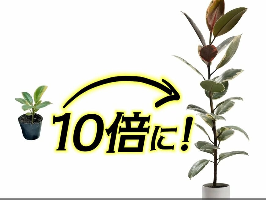 @kumapan「100円フィカスはどこまで育つ？3年間育てた結果」