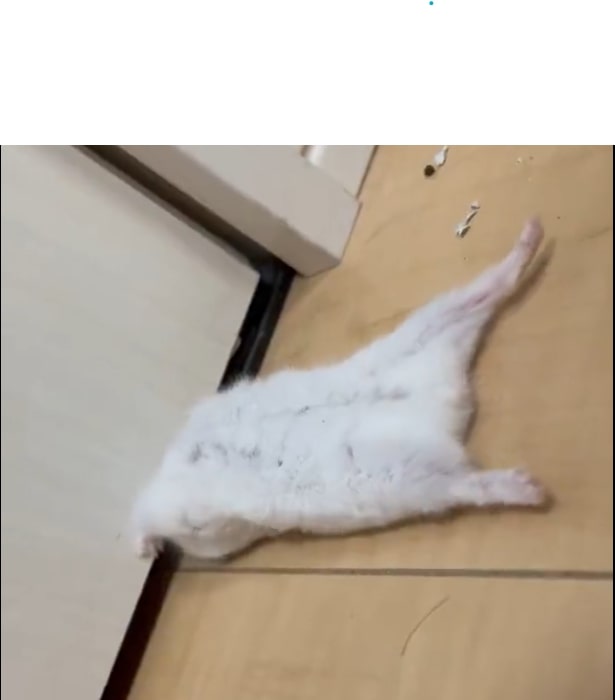 ヘソ天のハムスター