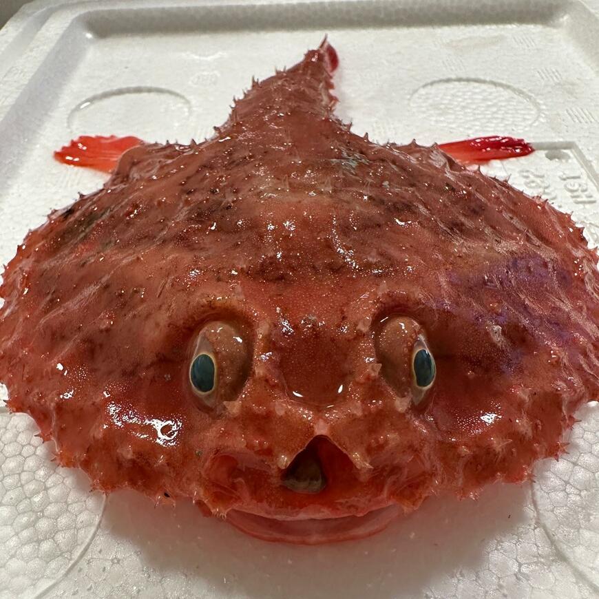 深海魚のアカグツ