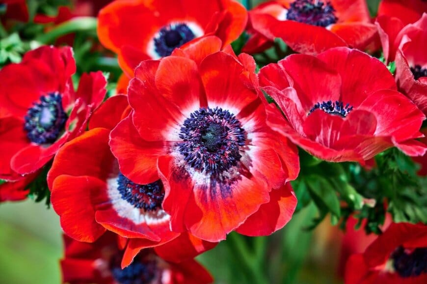 鮮やかな赤い花を咲かせているアネモネ