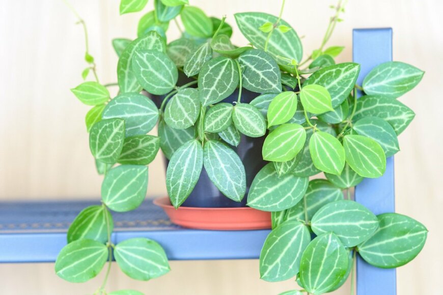 緑の葉に白い模様が入ったつる植物のディスキディア