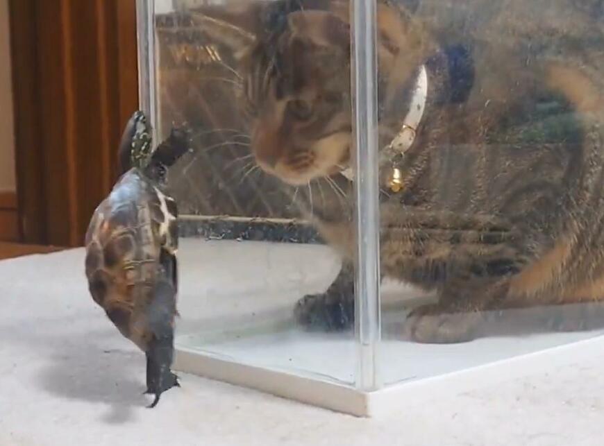 立ち上がるクサガメ