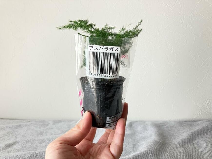 ミニ観葉キューブと観葉植物の土で春植えアスパラをお迎え