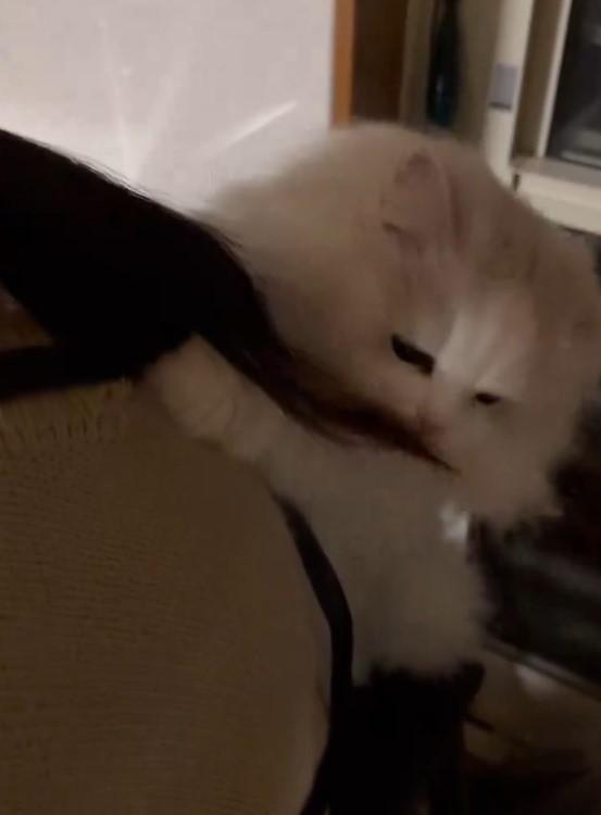 ママの髪の毛を噛む猫