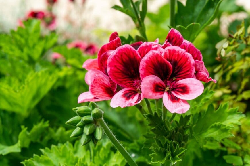 ぺラルゴニウムの花。色は赤。