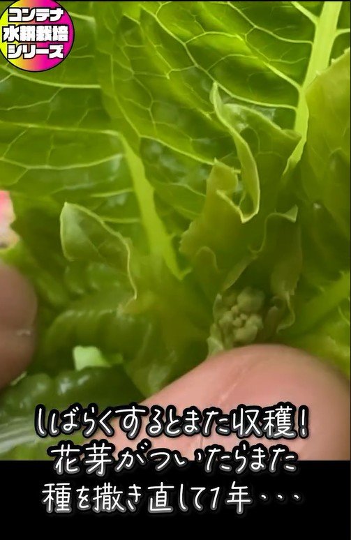 サンチュの水耕栽培、花芽