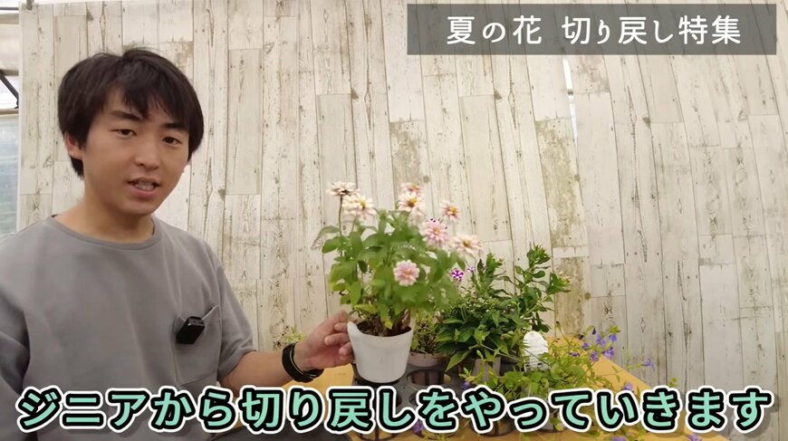 ジニアの切り戻し動画のワンシーン