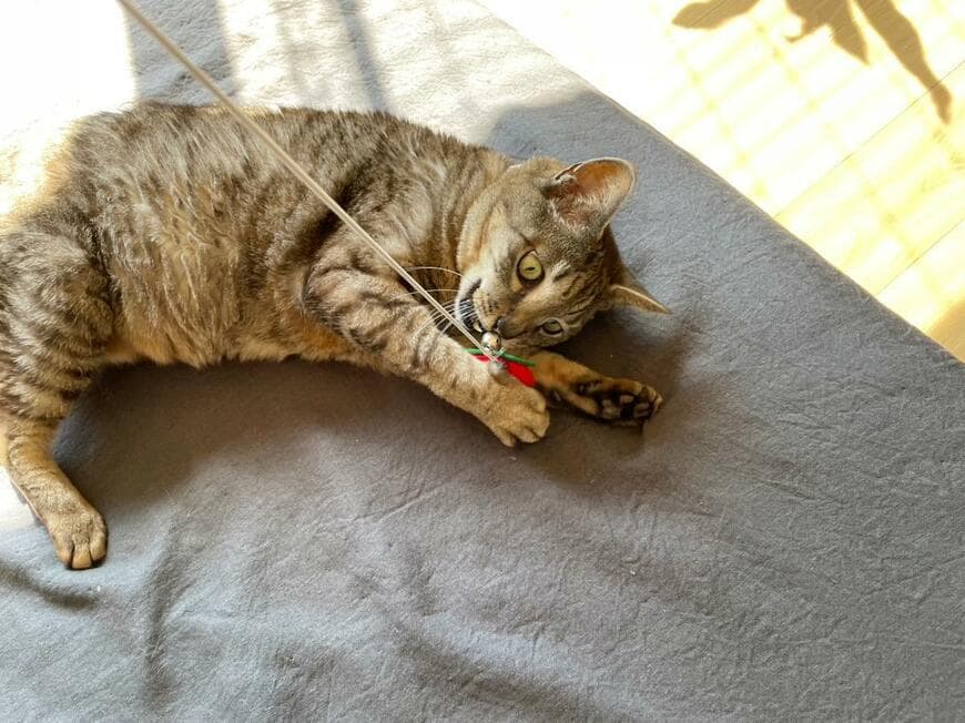 ペット用トイ キャットスティック いちご