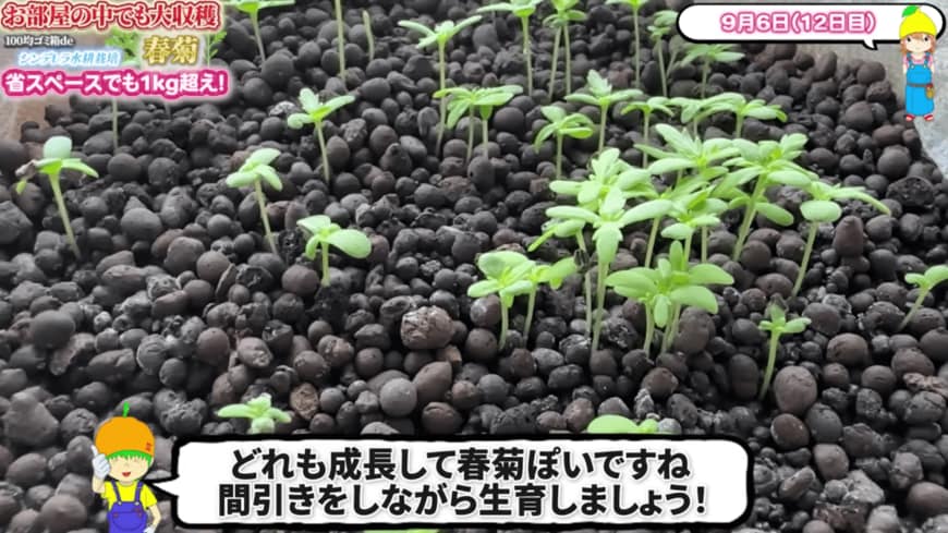 種まき後12日目