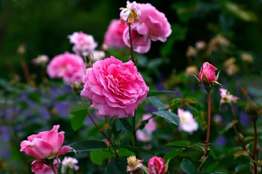 ピンク色の花を咲かせている、ザ・メイフラワー