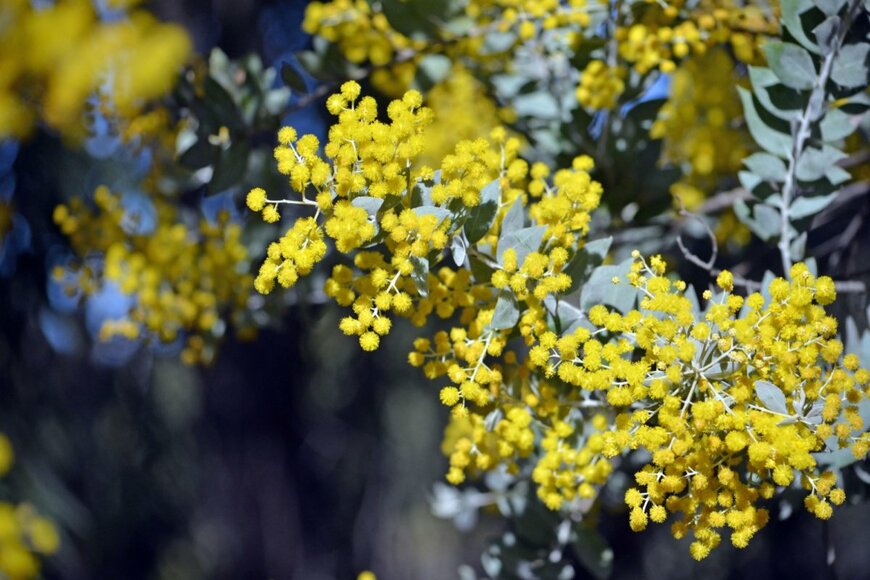 パールアカシア