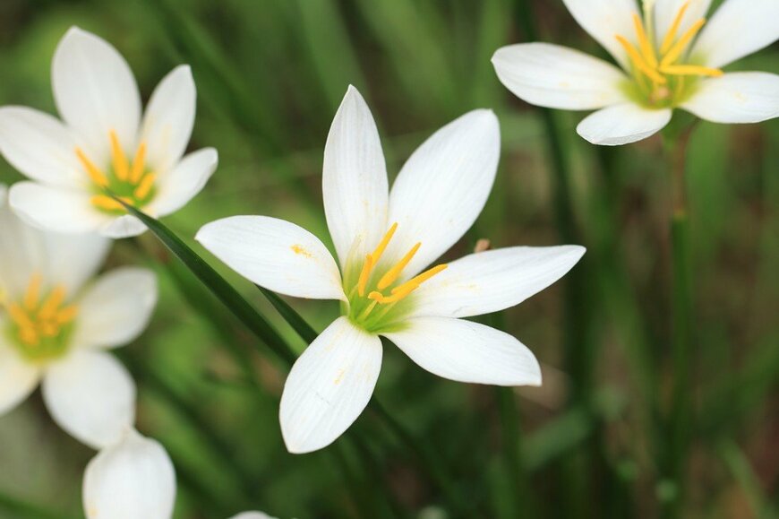 白い花を咲かせている、ゼフィランサス
