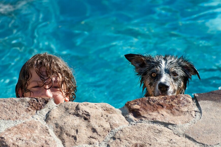 プールの犬と少年