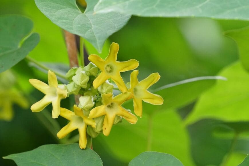 夕暮れから夜にロマンチックな香りが漂う「イエライシャン」