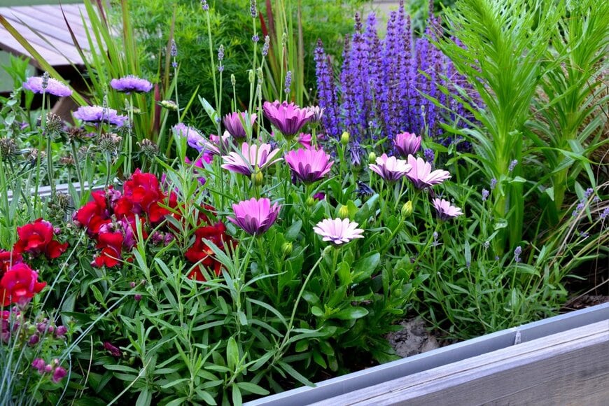 オステオスペルマムと、色とりどりの花の寄せ植え