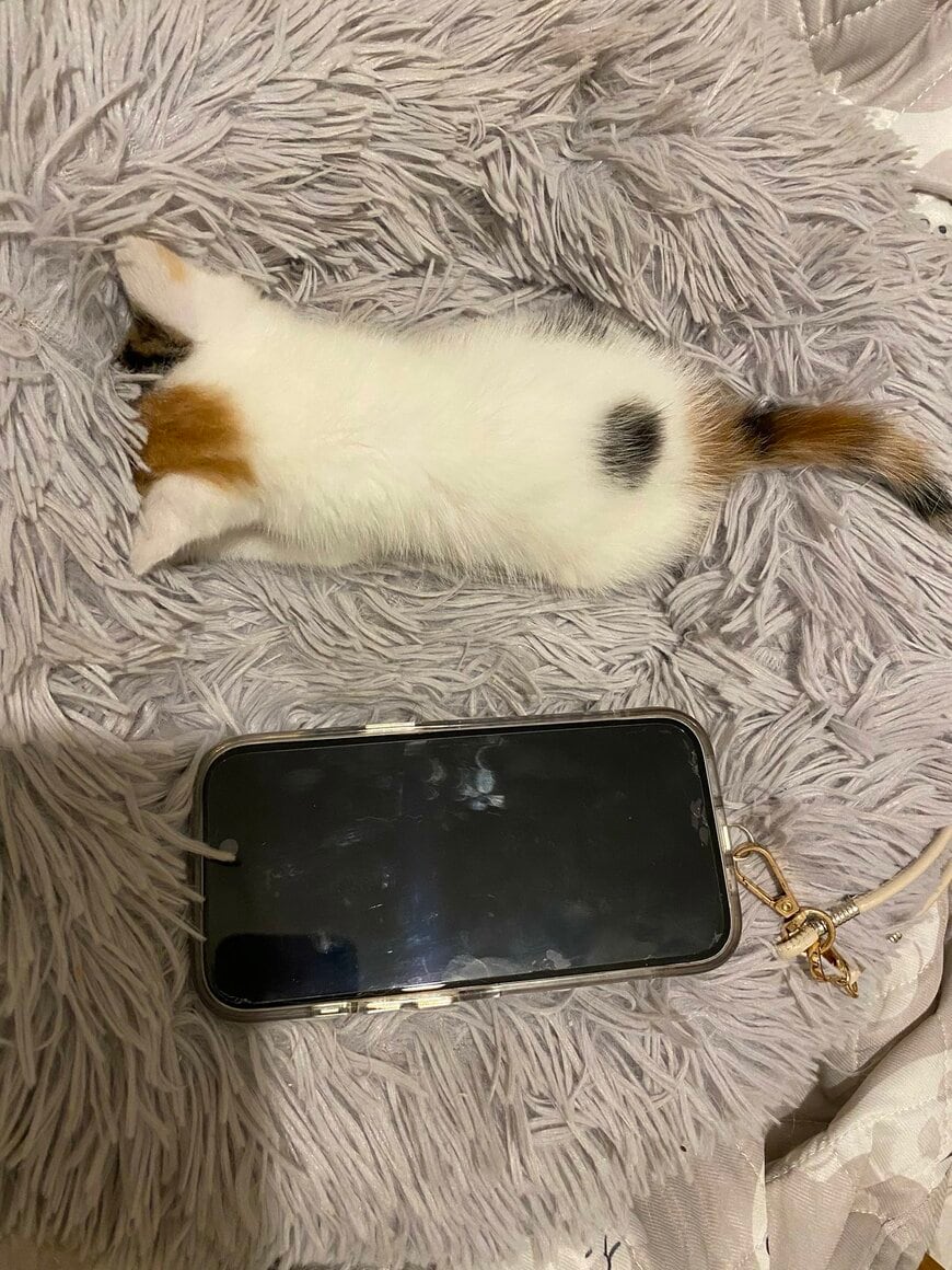 iPhone15と生後1ヶ月の子猫