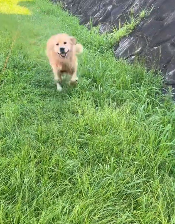 ゴールデンレトリバー