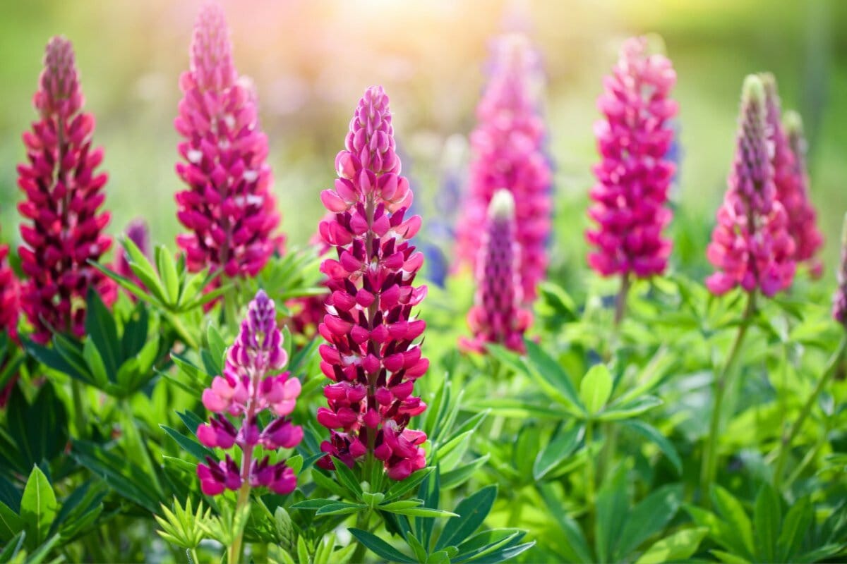 いまが旬！】ルピナスを楽しむ春の寄せ植え《一緒に植えたい名脇役