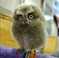 【モフモフなフクロウ】ヒナからの成長過程が可愛すぎる！立派に育った姿が愛おしい