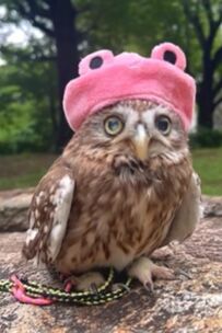 【カエルとコラボ】雨の止み間におしゃれするフクロウ……「何でも似合っちゃう」と多くの視聴者が夢中に