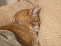楽な体勢とは思えない寝相の猫 それでも熟睡している姿に「かわいい」と反響