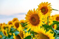 ひまわり畑とローカル列車の共演に注目　思い出を彩る絶景が「最高に夏」「旅に出たくなる」と話題