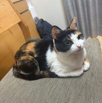 モデル体型で童顔の美人猫→洗面所に先回りする想定外の理由に反響！