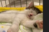 あんよの柄が「あの棒アイス」に激似な保護猫さんにSNSで反響