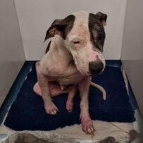 長年のネグレクトで「心に傷を負った犬」。保護施設で見せた「素敵な笑顔」に「素晴らしい！」の声