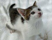 「前髪の柄」をした子猫さん　3年後の成長っぷりに「嬉し泣き」の声