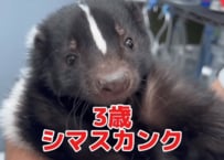 動物病院にシマスカンクが来院。前足のケガを検査した結果…「骨折してなくて良かった」「スカンクって飼えるんですね」の声
