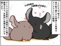 「いつもと違う」は異変のサイン。気づきにくいチンチラの体調不良に気づいたら【チンチライフ22話】