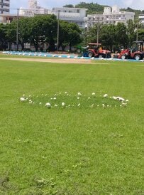 【謎】円陣のように集まったキノコが注目集まる　「中に入ったら姿が変わりそう」