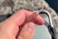 港で発見した「ゾウに似ている生物」に思わず目を疑う　「めっちゃかわいい」