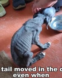 【保護犬】灼熱の道路で倒れていた子犬　小さな尻尾が起こした奇跡の物語にグッとくる…