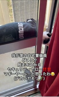 脱走を試みるも逮捕される沖縄の猫　「マギーヤールー（デカいヤモリ）かと思ったわ」の飼い主さんの言葉に大爆笑