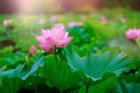 【2026年度】老齢基礎年金の満額「月額7万円台」突破！《老齢・障害・遺族》年金額と上乗せ給付金の基準額をチェック！