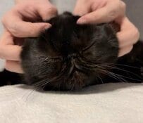 【されるがまま】ヘッドスパを受ける猫ちゃん→最後のスンとした表情が可愛いと話題