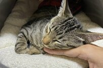 「可愛……暖……抜……無理！」元保護猫に翻弄される飼い主がXで話題