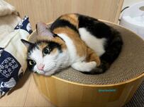 かわいらしい猫ちゃん→ある日の寝相が「文字」に見えると話題！「めっちゃ良いですね」の声