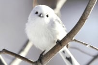 【ふるさと納税返礼品】シマエナガのテーブルウェアで気分もあがる！「波佐見焼マグカップ」に「シマエナガ平皿」が可愛い