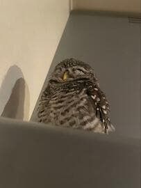 【思わずウトウト…】ポカポカ陽気で眠たいフクロウの姿に、SNSでは「可愛い〜」「平和の象徴」の声