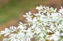 【初夏〜夏の寄せ植えに】ゼラニウムと合わせたい！乾燥に強い《多年草・一年草3選》