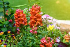 【春のガーデニング】花壇や庭をオシャレに彩るオススメの花10選！適切な水やりが元気に育つコツ