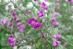 おしゃれな低木【レウコフィルム】＆常緑多年草3選で、植えっぱなしでも一年中美しい玄関先に